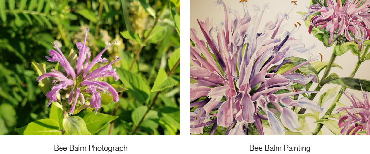 Bee Balm Photo vs. Bee Balm Painting